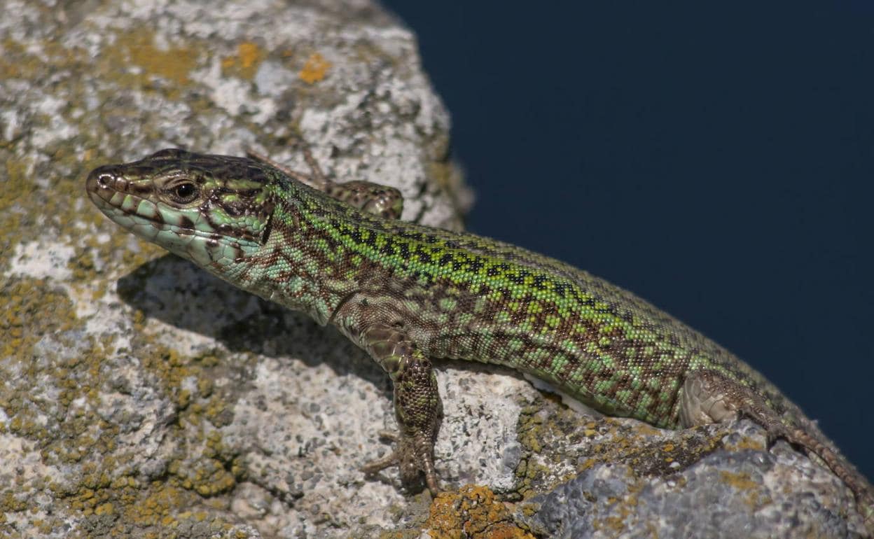 Lagartijas Y Dragones En Casa C Mo Ahuyentar Es Bueno Siete